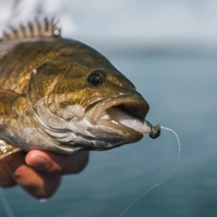 Rapala CrushCity The Suspect Lures 7cm/3g